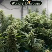 Fast Buds BPP AF-LIVING SOIL