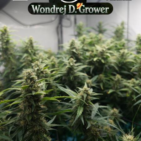 Fast Buds BPP AF-LIVING SOIL