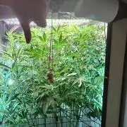 Fast Buds BPP AF-LIVING SOIL