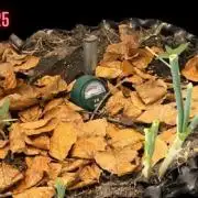 Living soil BPP Auto from Fast Buds