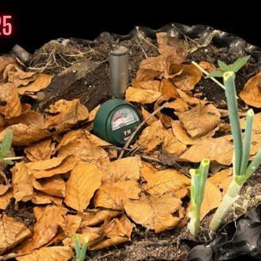 Living soil BPP Auto from Fast Buds