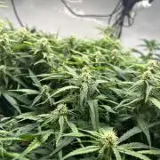 Fast Buds BPP AF-LIVING SOIL