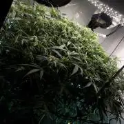 Fast Buds BPP AF-LIVING SOIL