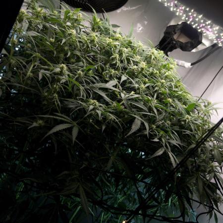 Fast Buds BPP AF-LIVING SOIL