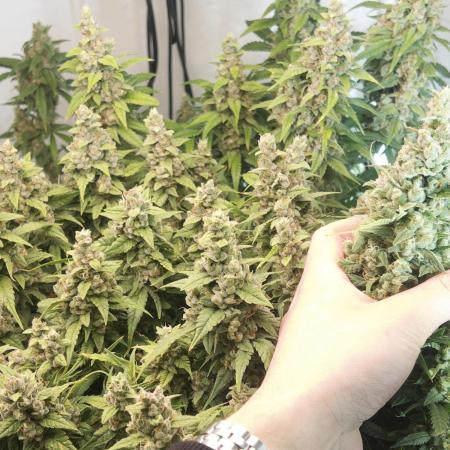 Fast Buds BPP AF-LIVING SOIL