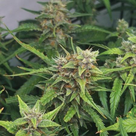 Fast Buds BPP AF-LIVING SOIL