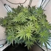 Fast Buds BPP AF-LIVING SOIL