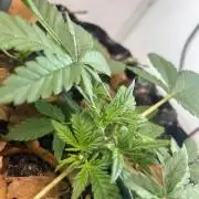 Fast Buds BPP AF-LIVING SOIL