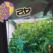 Fast Buds BPP AF-LIVING SOIL