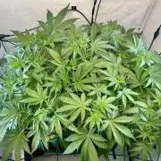 Fast Buds BPP AF-LIVING SOIL