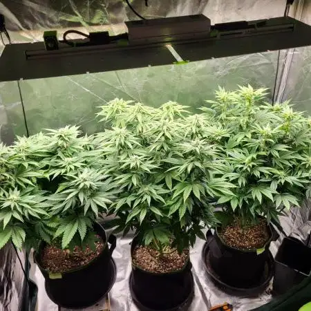 RQS White Widow + OG Kush