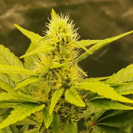 RQS White Widow + OG Kush