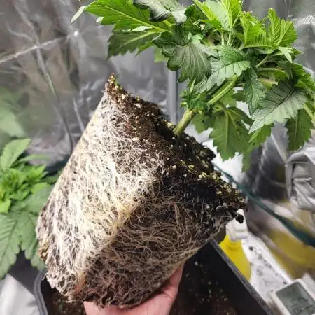 Jack Herer Sensi Seeds - The original J