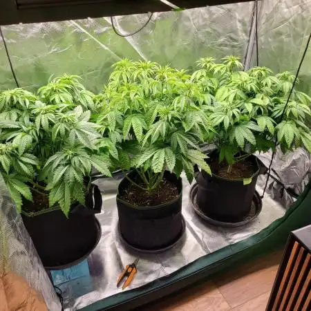 RQS White Widow + OG Kush