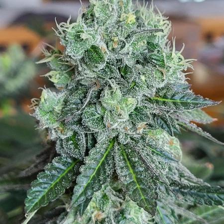 Jack Herer Sensi Seeds - The original J