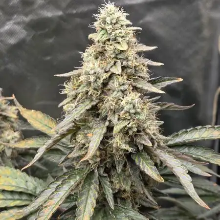 RQS White Widow + OG Kush