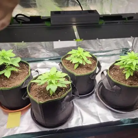 RQS White Widow + OG Kush