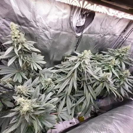 Jack Herer Sensi Seeds - The original J
