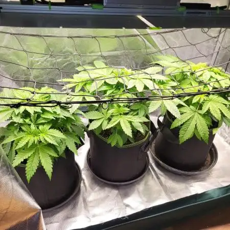 RQS White Widow + OG Kush