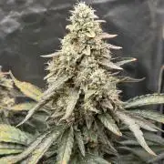 RQS White Widow + OG Kush