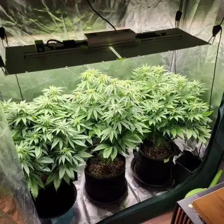 RQS White Widow + OG Kush