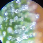 RQS White Widow + OG Kush