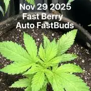 Fastbuds Fastberry Auto
