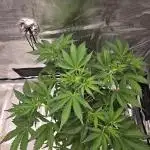 Banana Purple Punch auto