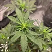 Banana Purple Punch RF3