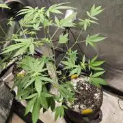 Garlic Budder