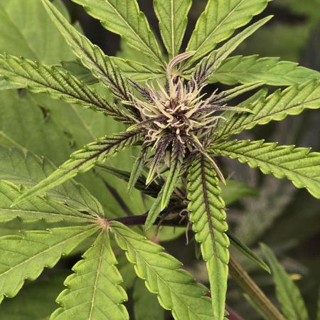 Gorilla Cookies + Frostbanger Autos