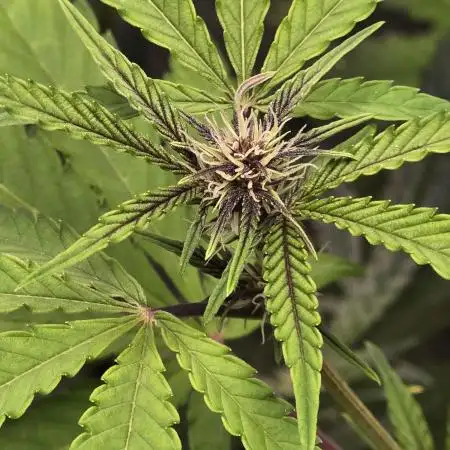 Gorilla Cookies + Frostbanger Autos