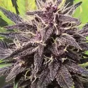 Gorilla Cookies + Frostbanger Autos