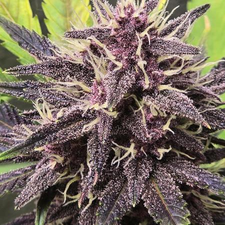 Gorilla Cookies + Frostbanger Autos