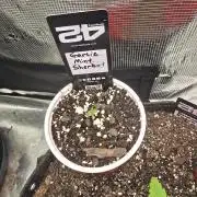 Garlic Mint Sherbet