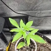 Garlic Budder
