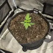 Cherry Cola Auto