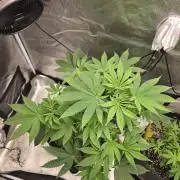 Blue Dream