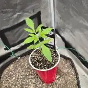 Garlic Mint Sherbet