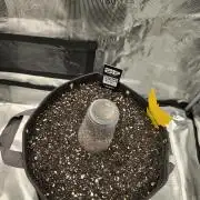 Strawberry Gorilla auto