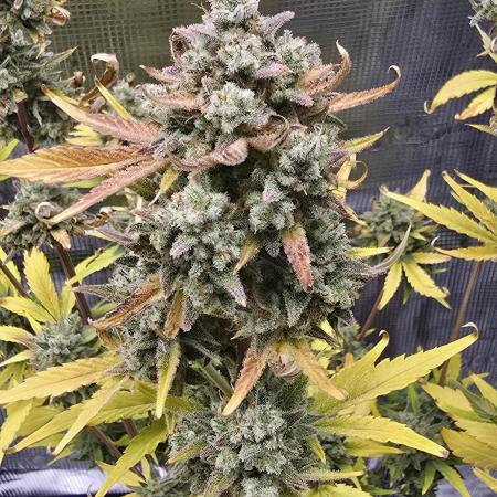 Banana Purple Punch auto