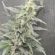 Gorilla Zkittlez auto