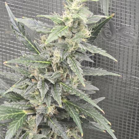 Gorilla Zkittlez auto
