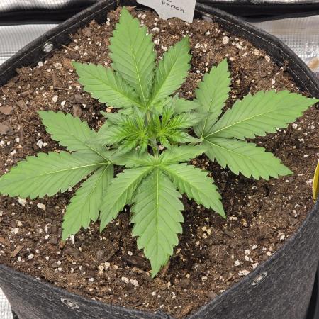 Banana Purple Punch auto