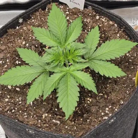 Banana Purple Punch auto