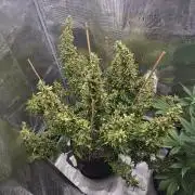 Gorilla Zkittlez auto