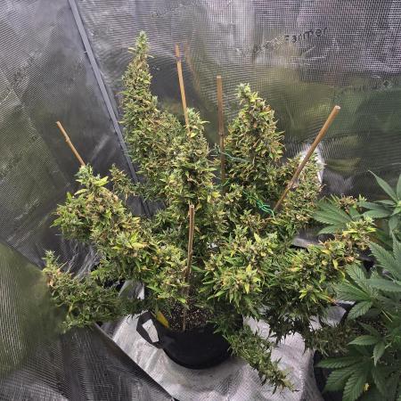 Gorilla Zkittlez auto