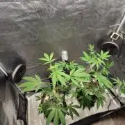 Garlic Mint Sherbet