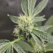 Garlic Mint Sherbet