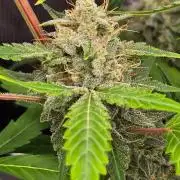 Banana Guava Auto